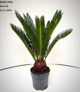 Cycas revoluta   AKCIA